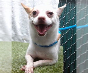 Chihuahua Dogs for adoption in Downey, CA, USA