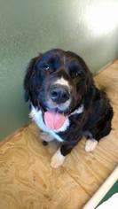 Bernese Mountain Dog Dogs for adoption in Freeport, FL, USA