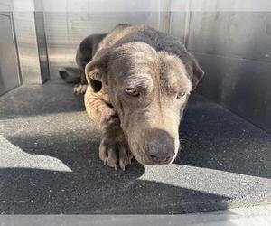 Blue Lacy-Labrador Retriever Mix Dogs for adoption in Grand Prairie, TX, USA