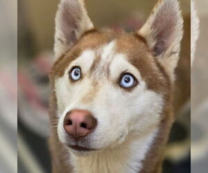 Siberian Husky Dogs for adoption in Omaha, NE, USA