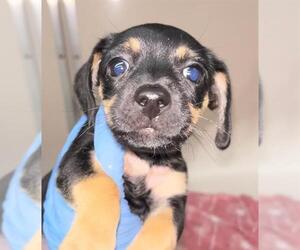 Mutt Dogs for adoption in Las Vegas, NV, USA
