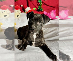 Mutt Dogs for adoption in Tarrytown, GA, USA