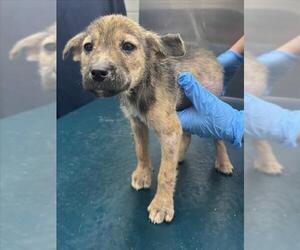 Black Mouth Cur-Unknown Mix Dogs for adoption in Mobile, AL, USA