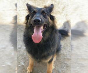 German Shepherd Dog Dogs for adoption in Riverside, CA, USA