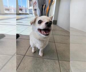 Chihuahua Dogs for adoption in San Antonio, TX, USA