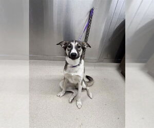 - Mix Dogs for adoption in Fairbanks, AK, USA