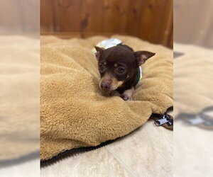 Chihuahua Dogs for adoption in Raleigh, NC, USA