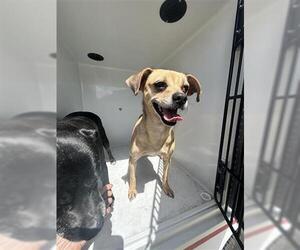 Chug Dogs for adoption in Houston, TX, USA