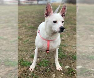 Jack Russell Terrier Dogs for adoption in Pierceton , IN, USA