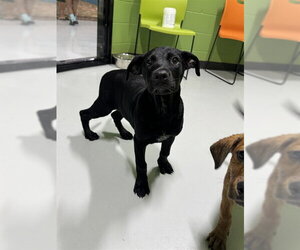 Labrottie Dogs for adoption in Temple, TX, USA
