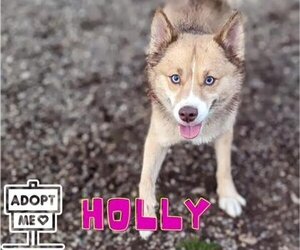 Pomsky Dogs for adoption in Belleville, MI, USA