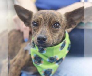Chihuahua Dogs for adoption in San Antonio, TX, USA