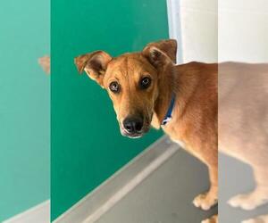 German Shepherd Dog-Unknown Mix Dogs for adoption in Visalia, CA, USA