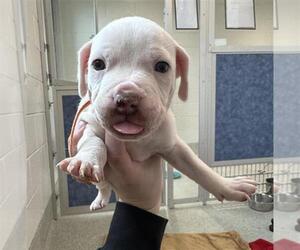 American Pit Bull Terrier-Labrador Retriever Mix Dogs for adoption in Fort Collins, CO, USA