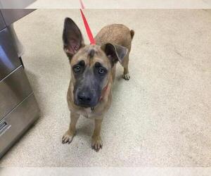 German Shepherd Dog Dogs for adoption in Riverside, CA, USA