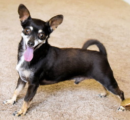 Chiweenie Dogs for adoption in Tehachapi, CA, USA