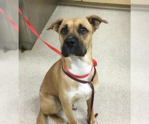 Mastiff-Unknown Mix Dogs for adoption in Riverside, CA, USA