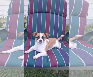 Chug Dogs for adoption in Mukwonago, WI, USA