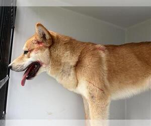 Shiba Inu Dogs for adoption in Houston, TX, USA