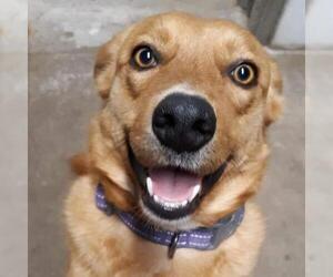 Golden Retriever Dogs for adoption in Kansas City, MO, USA