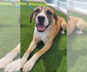 Beagle-Mastiff Mix Dogs for adoption in Lathrop, CA, USA