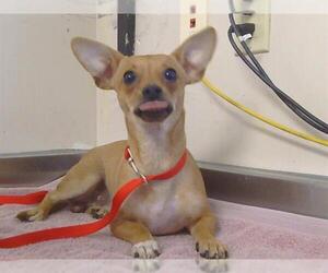 Chihuahua Dogs for adoption in Sacramento, CA, USA