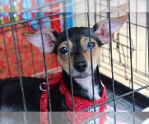 Chihuahua Dogs for adoption in Austin, TX, USA