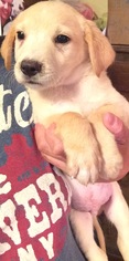 Medium Photo #1 Labrador Retriever Puppy For Sale in Alexander, AR, USA