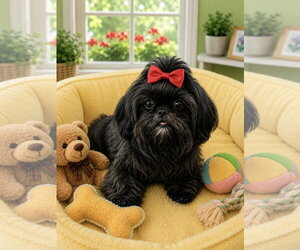 Shih Tzu Dogs for adoption in Bon Carbo, CO, USA
