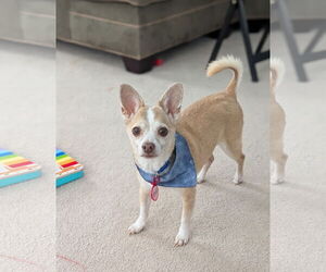 Chihuahua-Unknown Mix Dogs for adoption in Oakhurst, NJ, USA