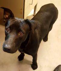 Labrador Retriever Dogs for adoption in Beckley, WV, USA