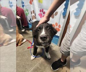 Border Collie-Unknown Mix Dogs for adoption in Houston, TX, USA