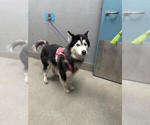 Siberian Husky-Unknown Mix Dogs for adoption in Las Vegas, NV, USA