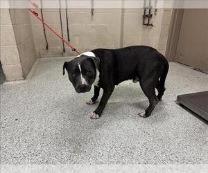 American Pit Bull Terrier-Unknown Mix Dogs for adoption in Conroe, TX, USA