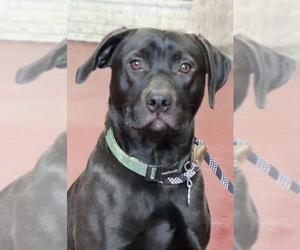 American Pit Bull Terrier-Labrador Retriever Mix Dogs for adoption in Siren, WI, USA