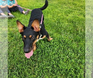German Shepherd Dog-Unknown Mix Dogs for adoption in Princeton, MN, USA