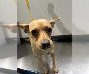 Chihuahua Dogs for adoption in Bakersfield, CA, USA