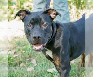 Rottweiler-American Pit Bull Terrier Dogs for adoption in Ann Arbor, MI, USA