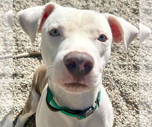 American Pit Bull Terrier-Unknown Mix Dogs for adoption in Jefferson, WI, USA