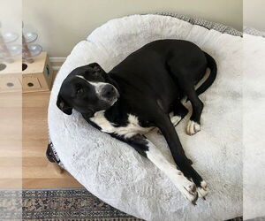 American Pit Bull Terrier-Labrador Retriever Mix Dogs for adoption in Candler, NC, USA