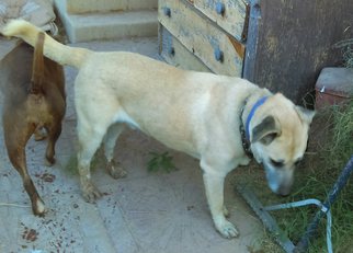 Anatolian Shepherd Dogs for adoption in Tonopah, AZ, USA