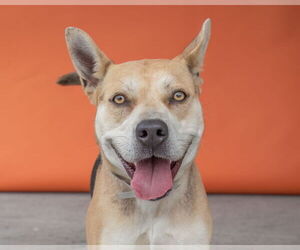 American Pit Bull Terrier-German Shepherd Dog Mix Dogs for adoption in Pasadena, CA, USA