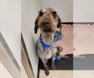 Labradoodle Dogs for adoption in Plainfield, IL, USA