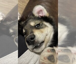 Australian Shepherd-Huskies  Mix Dogs for adoption in Fenton, MO, USA