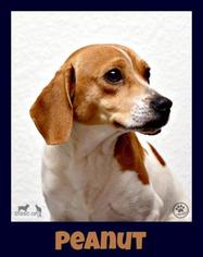 Beagle-Unknown Mix Dogs for adoption in Sullivan, IN, USA
