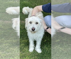 Mutt Dogs for adoption in Plymouth, MN, USA