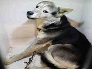 Medium Photo #4 German Shepherd Dog-Unknown Mix Puppy For Sale in Atlanta, GA, USA
