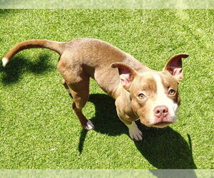 American Pit Bull Terrier Dogs for adoption in Redwood City, CA, USA