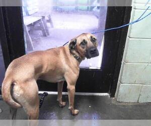 Black Mouth Cur-Unknown Mix Dogs for adoption in Tulsa, OK, USA