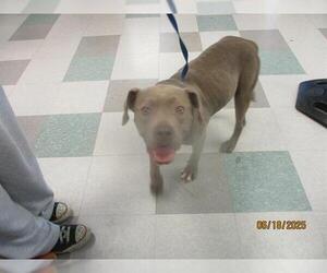 American Pit Bull Terrier-Unknown Mix Dogs for adoption in Oklahoma City, OK, USA